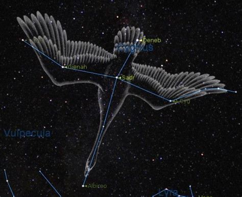 Cygnus The Swan Constellation