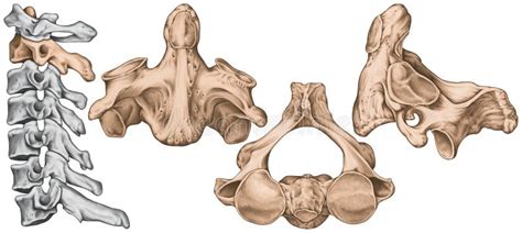 Cervical Spine Second Cervical Vertebra Stock Image Image Of Second