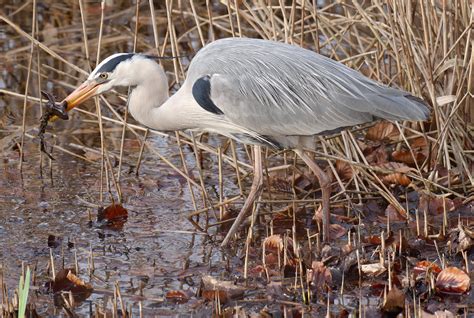 Ardea cinerea Linnaeus héron cendré blauwe reiger gr Flickr