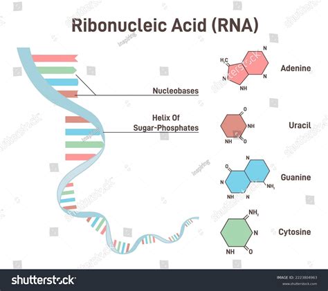 Rna Structure Concept Ribonucleic Acid Structural Stock Vector Royalty Free 2223804963