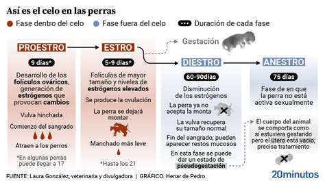 El Ciclo Sexual De Las Perras Cu Ndo Empieza C Mo Detectarlo Y Sus Fases