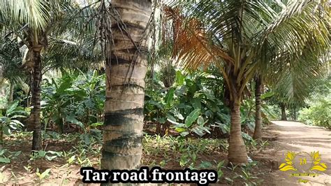 8 50 Acres Coconut Farm For Sale Kozhinjampara Kozhinjampara