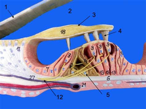 Organ Of Corti Diagram Quizlet