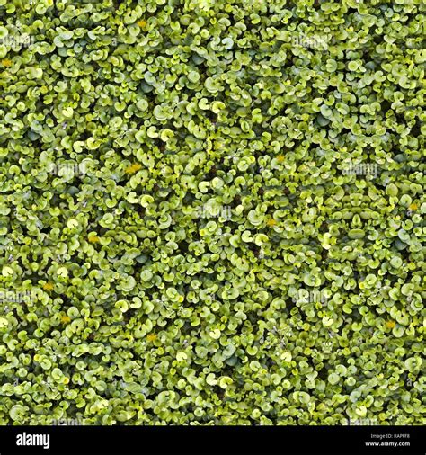 Seamless Green Grass Ground Pattern Background Texture Stock Photo Alamy