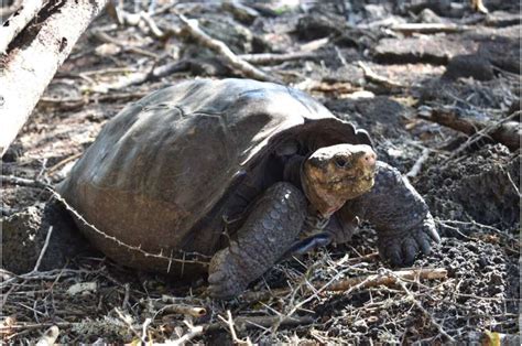 Fantastic Giant Tortoise Believed Extinct Confirmed Alive In The