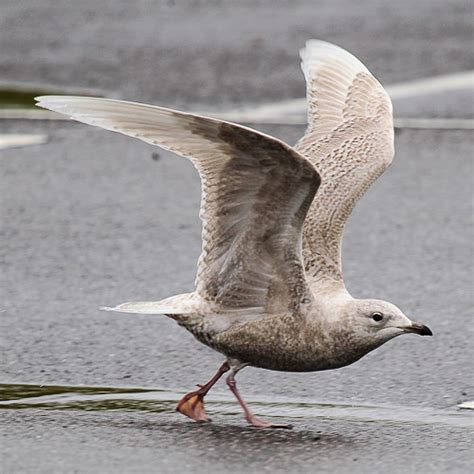 Iceland Gull Chog