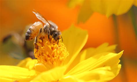 Are Bees Attracted To Yellow Why Wildlife Welcome