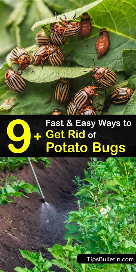 9 Fast And Easy Ways To Get Rid Of Potato Bugs Potato Bugs Plant