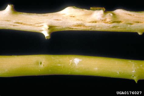 Citrus Tristeza Virus Ctv Closterovirus Citrus Tristeza Virus