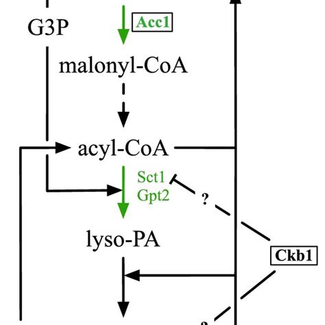 Metabolic Pathway Of Tag Synthesis From Glucose Reactions That Were