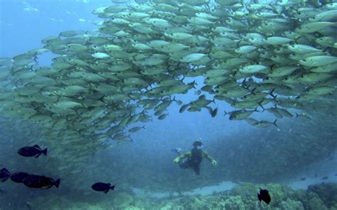 Afternoon Snorkel Tour in Kailua Kona | Sea Paradise