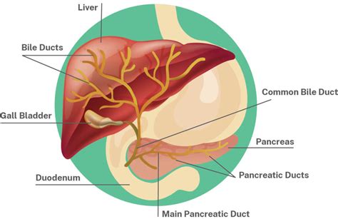 Primary Biliary Cholangitis Liver Foundation