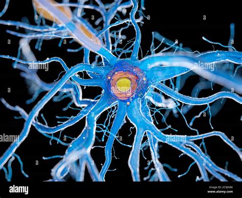 Nerve Cell Computer Illustration Stock Photo Alamy