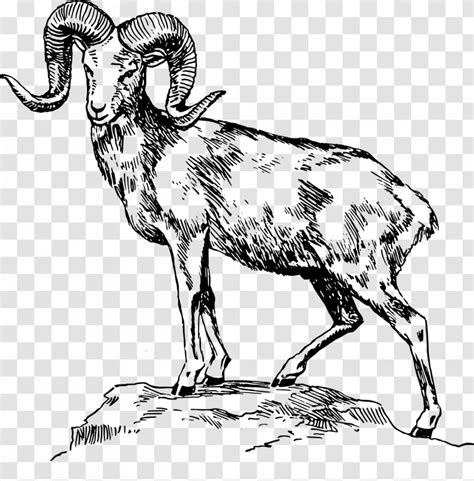 Bighorn Sheep Ram Trucks Animal Illustrations Drawing Mammal