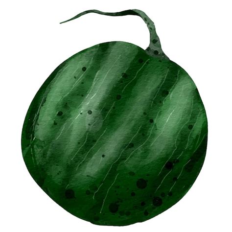 Premium Vector Watercolor Vector Illustration Whole Watermelon Fruit