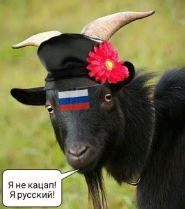Создать мем "четырехрогий козел, лохтан баран, черный козел" - Картинки ...