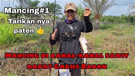 Mancing Dikanal Kanal Sawit Dapat Ikan Gabus Babon Tarikan