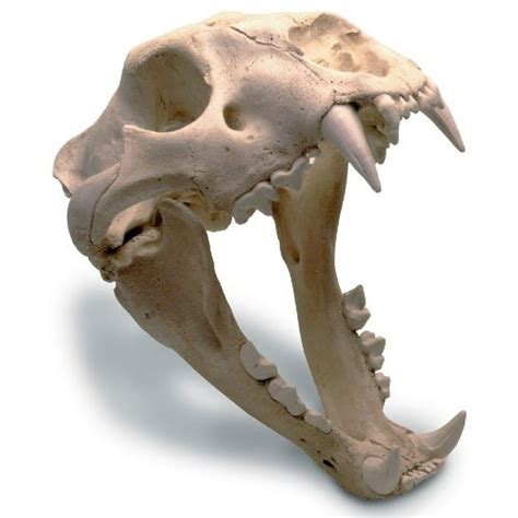 African Lion Skull - Walmart.com - Walmart.com