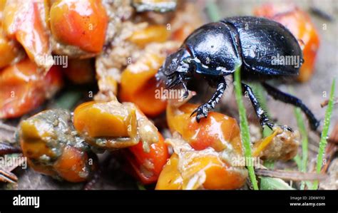 Black Dung Beetle Insect Crawling Over Some Kind Of Orange Slimy Seeds