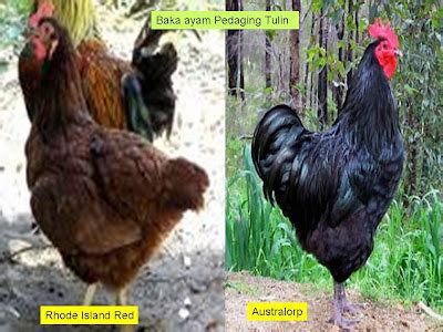 industri ayam ayam pedaging