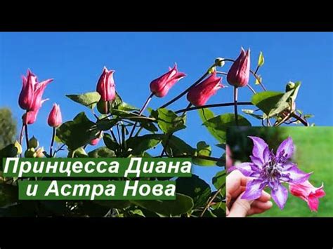 Клематисы Принцесса Диана и Астра Нова - YouTube