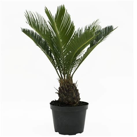 Costa Farms Live Indoor 12in Tall Green Sago Palm Tree Full Sun Plant In 6in Grower Pot