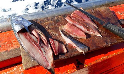 Soal Jawab Mancing Ikan Umpan Terbaik Mancing Di Laut Umpan