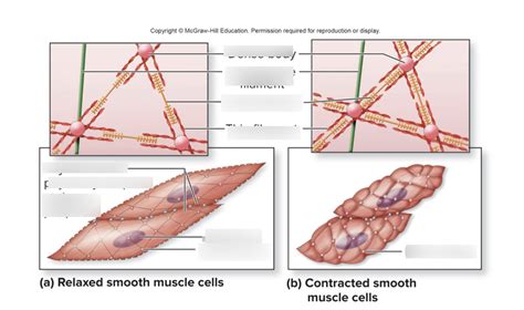 Muscles Pt 1 Diagram Quizlet