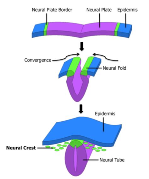 Development of the neural tube with the neural crest (green dots) from ...