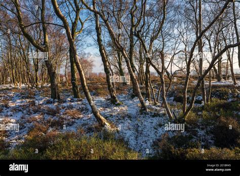 Birch Trees On Stanton Moor Peak District National Park Derbyshire