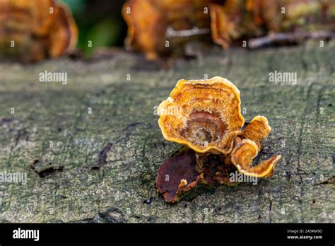 Orange Bracket Fungi Growing On Fallen Decaying Tree Trunk Stock Photo