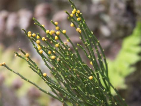 Psilotum