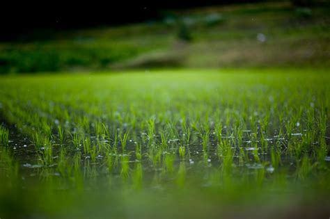 Rain In Rice Field2 By Jasdt On Deviantart