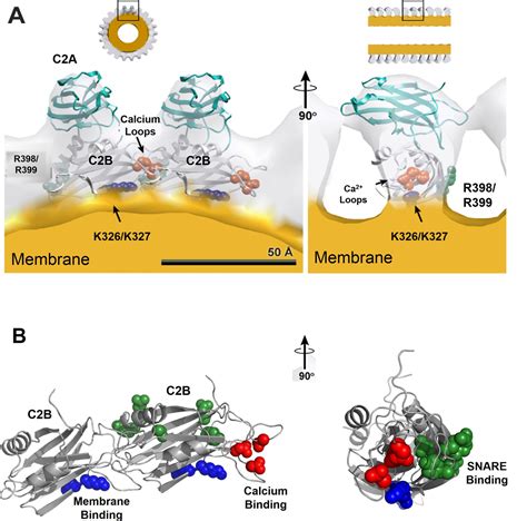 Figures And Data In Ring Like Oligomers Of Synaptotagmins And Related