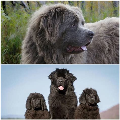 29 Razas De Perros Peludos Chicos Medianos Grandes Blancos