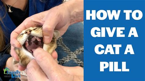 How To Give A Cat A Pill Youtube