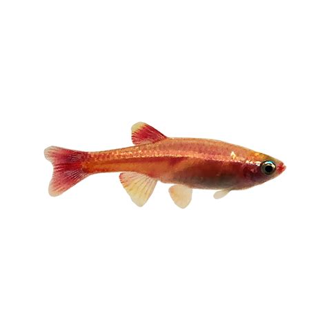 Ruby Cloud Minnow For Sale Petco