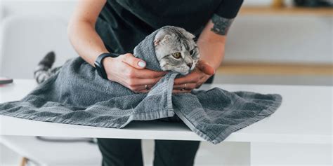 What To Do if Your Cat Won’t Let You Trim Their Nails - Cats.com