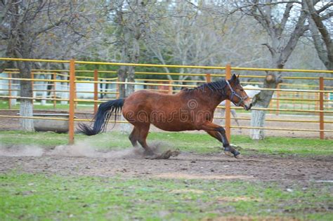 Arabian Horse Training at Farm, Image with Motion Effect Stock Photo - Image of field, gallop ...