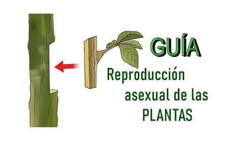 Guía De Técnicas De Propagación Asexual De Las Plantas Inovagro