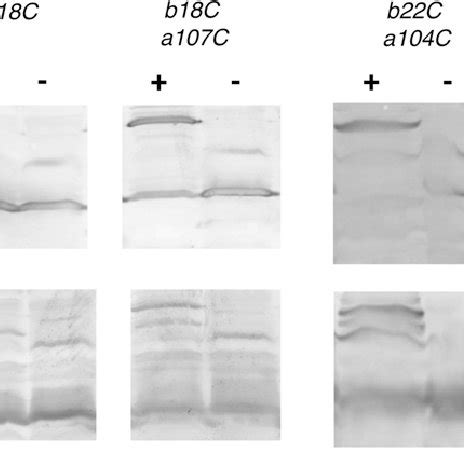 Disulfide Cross Linking Of B F C And B V C To A W C Membrane