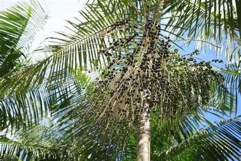 Euterpe Oleracea Plantation in Bahia Stock Photo - Image of fresh ...