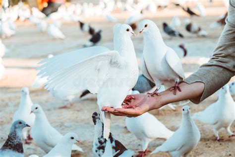 Pigeon Eating Feed Standing On Human Hand A Woman Feeds Pigeons Stock