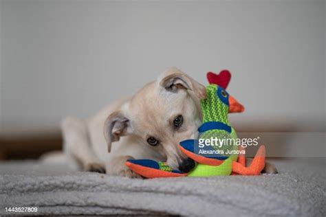 47 Dog Tearing Up Furniture Stock Photos High Res Pictures And Images