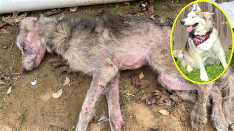 La increíble metamorfosis de un perro demacrado abandonado en la