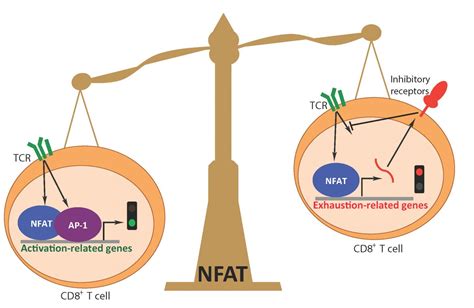 Tipping The Scales Image Eurekalert Science News Releases