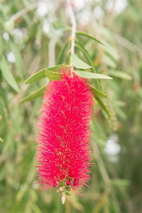 Native Australian Flower Bottlebrush Stock Photo Image Of Tree