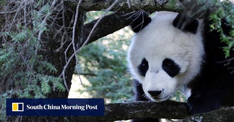 Behind The Urgent Drive To Unite Chinas Giant Panda Habitats In One Huge National Park South