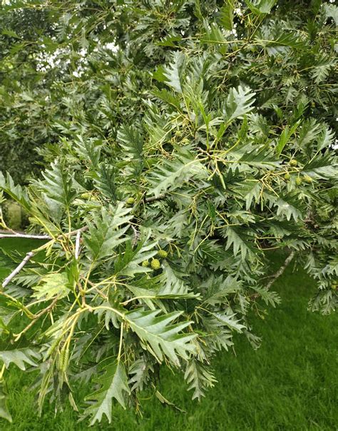 Alnus Glutinosa Trees And Shrubs Online