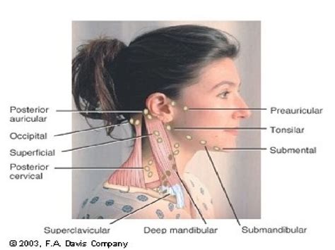 Glands Lymph Nodes Cervical Swollen Lymph Nodes